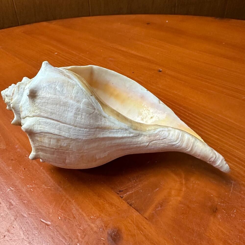 Right Handed Conch Shell - Picture 5 of 6